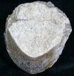 Agatized Dinosaur Bone Chunk (Polished) #6966-1